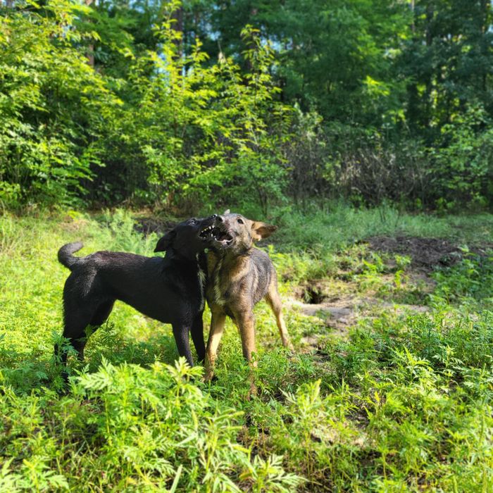 Песики 6-7 місяців