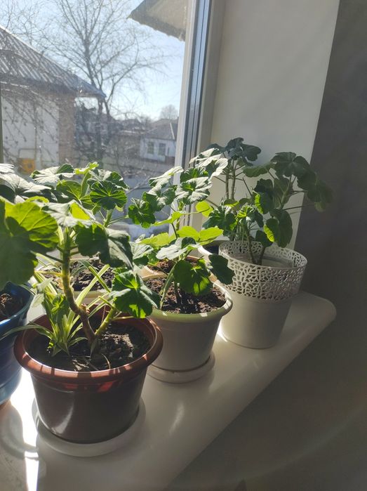 Продам квіти кімнатні