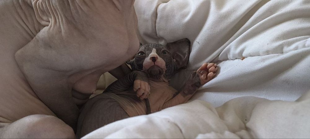 Чистокровные сфинксы