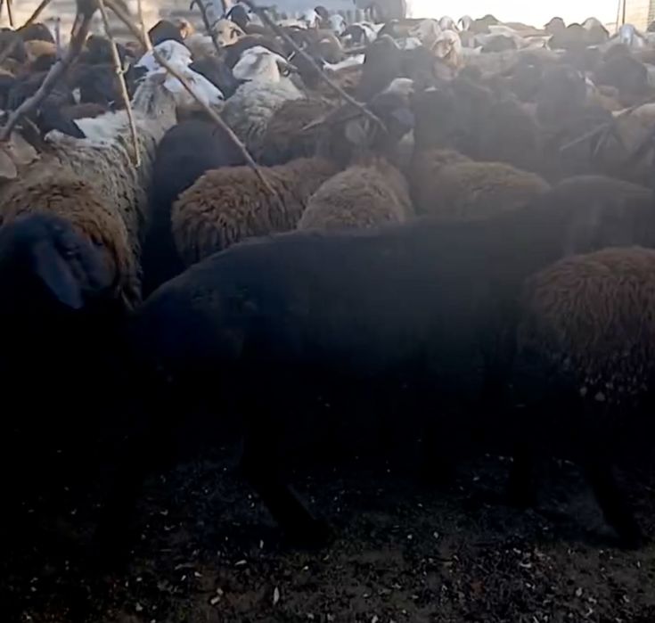 Продам оцематок котных