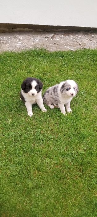 Border collie szczeniak piesek
