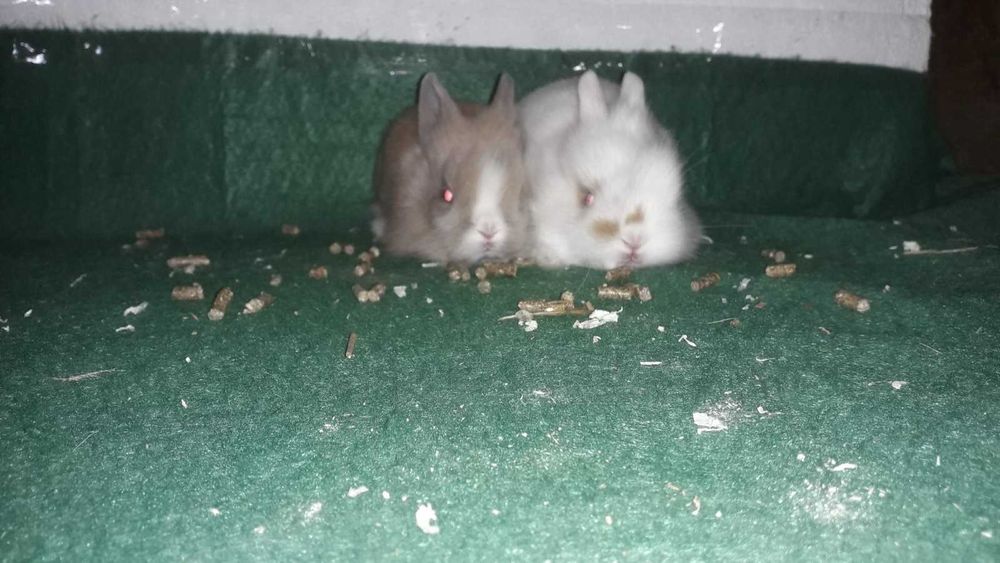 Декоративні карликові кролики