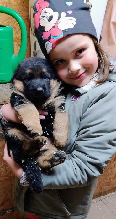 Owczarek Niemiecki Krótkowłosy Szczeniak FCI WYJĄTKOWY PRAWDZIWY RODOW