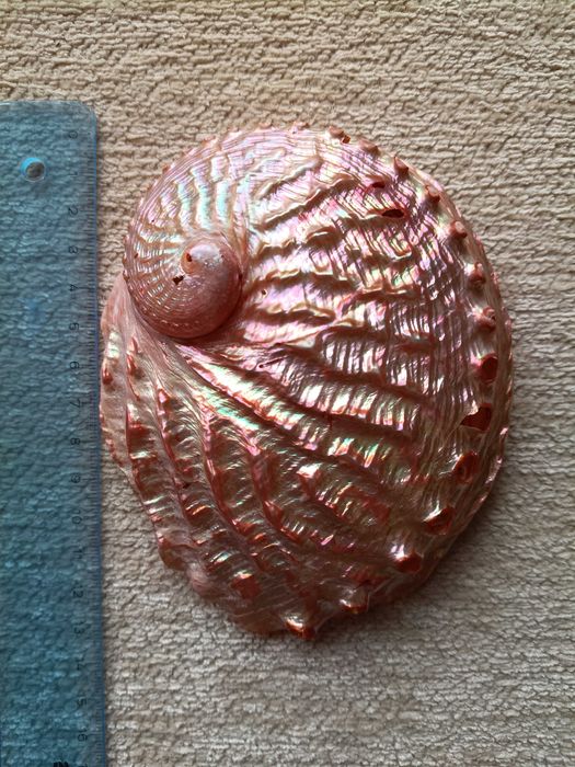 Muszla morska perłowa malowana Muszla abalone 13 cm B