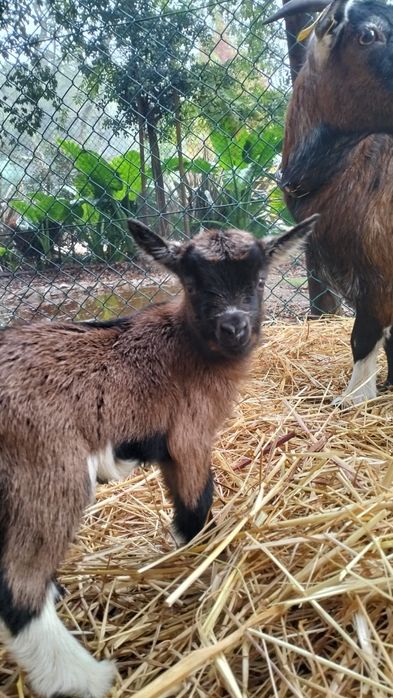 Cabritos anões bebés