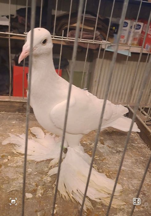 Bocian dolnośląski