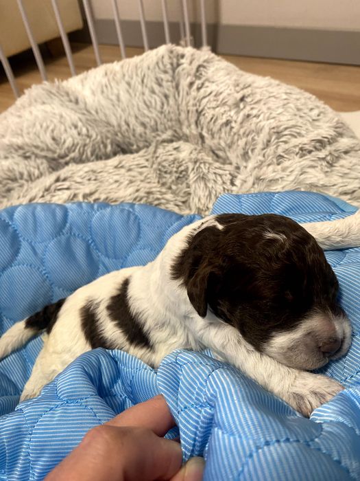 Lagotto Romagnolo ZKwP