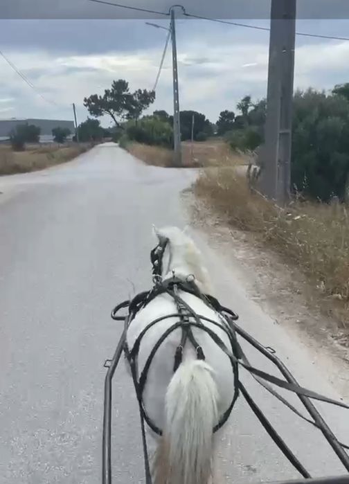 Vendo ponei femea com 12 anos