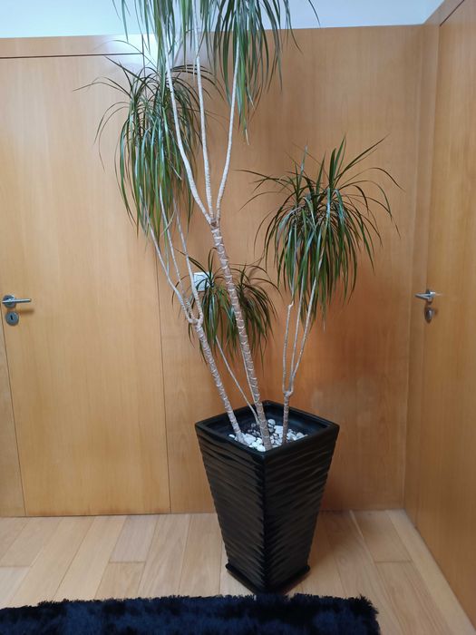 Vaso e planta muito bonita