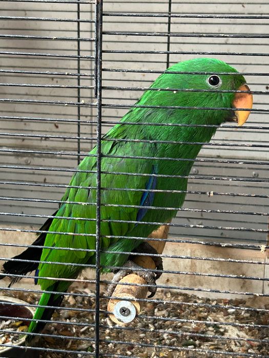 Lora Wielka samiec z 2025