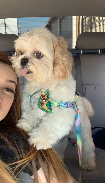 Pet sitting and Dog walking