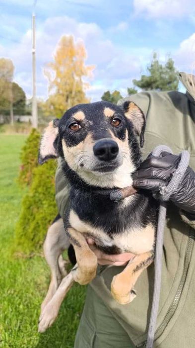 098628 NADZIEJA do adopcji