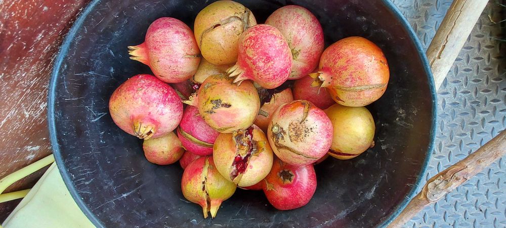 Terreno (Property) 24 Hect . Cortiça (Cork). Bx Alentejo. Algarve