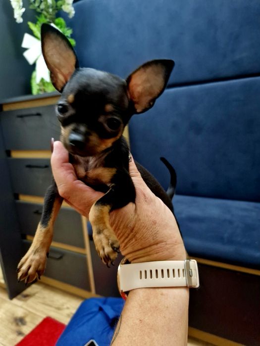 Kochana kieszonkowa maleńka  suczka pinczerek