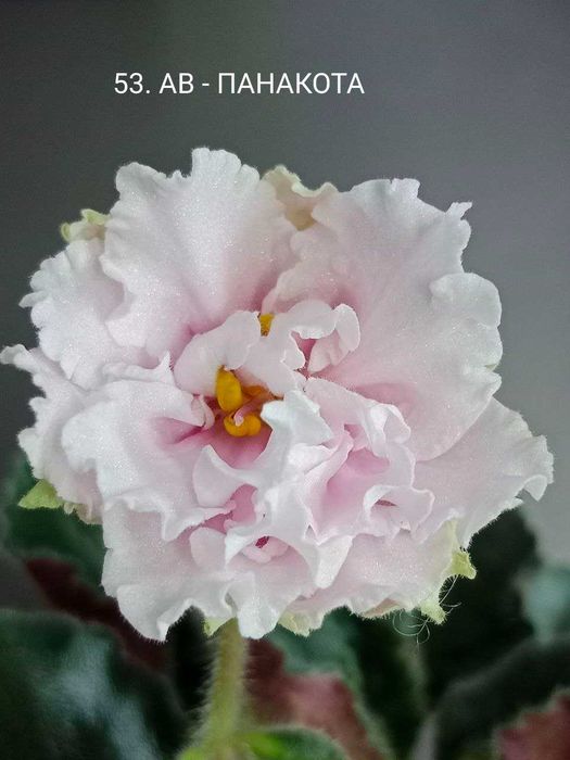 Fiołki odmianowe. Sadzonki. Zestaw 10 odmian.