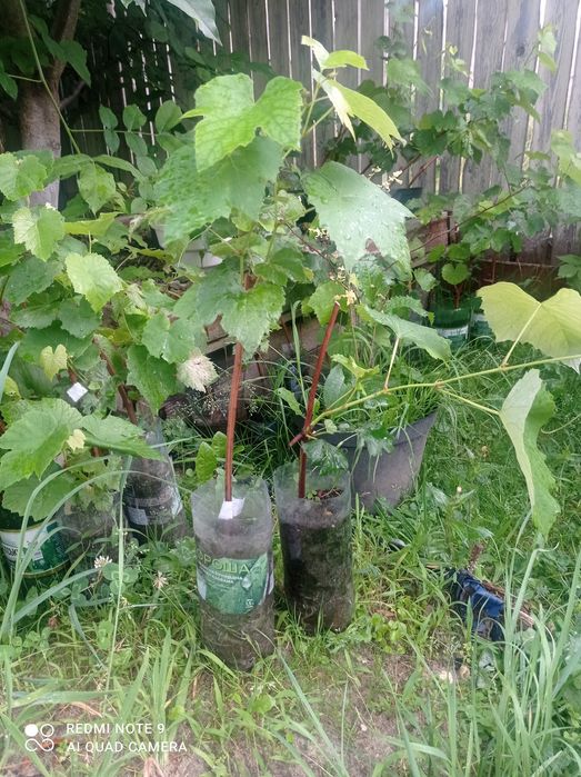 Сажинці виноград