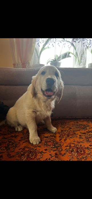 Golden retriever Kennel Club