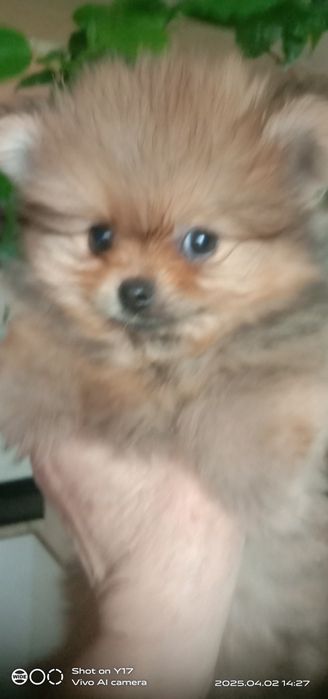 Цуценята Померанський шпіц.