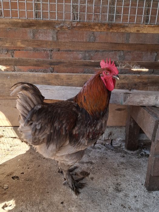 Aves de raça de várias idades