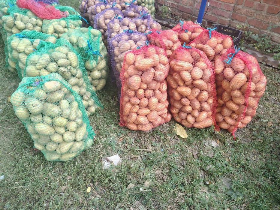 Картопля домашня