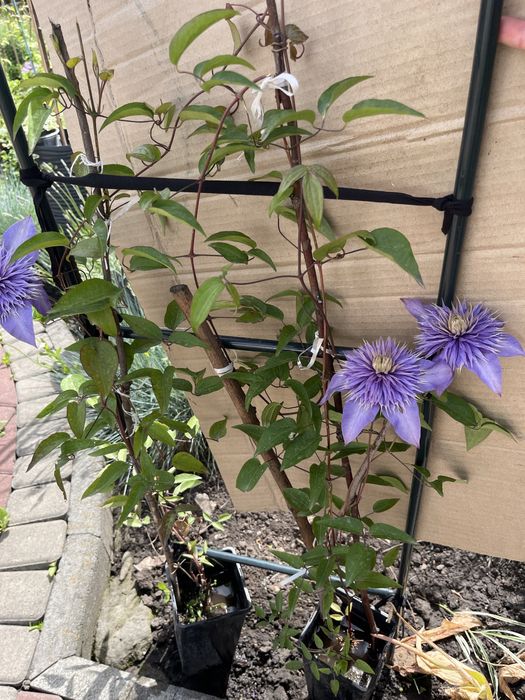 Клематис. Кліматіс.