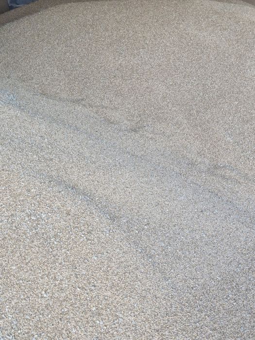 Ładna czysta pszenica