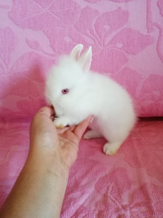 Króliczki karzełki króliki miniaturki