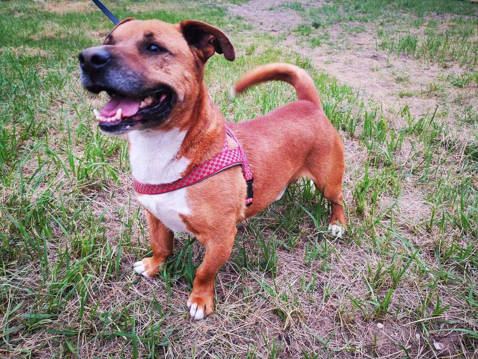 Laki oddany i energiczny psiak do adopcji