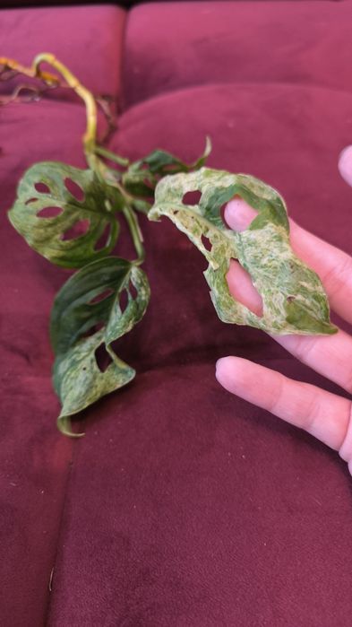 Monstera laniata Frozen freckles - tajska Motted