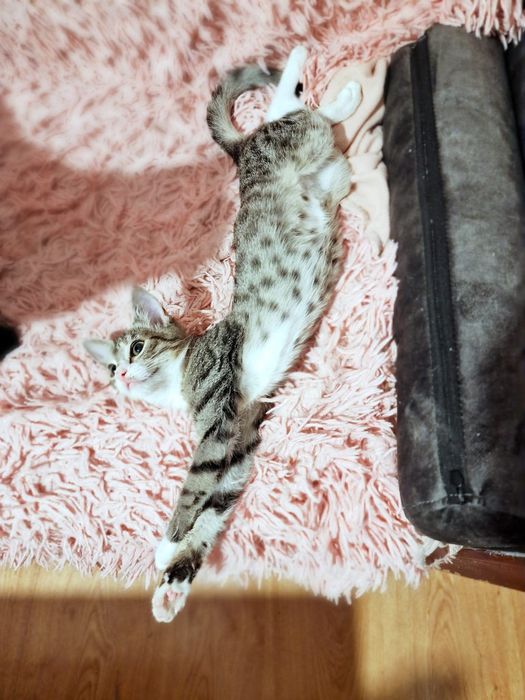 Young Leosia szuka domku na stałe!