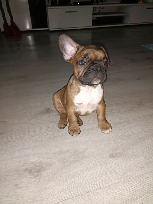 Buldog Francuski szczeniak Suczka