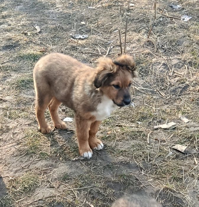 Отдам щенка бесплатно!