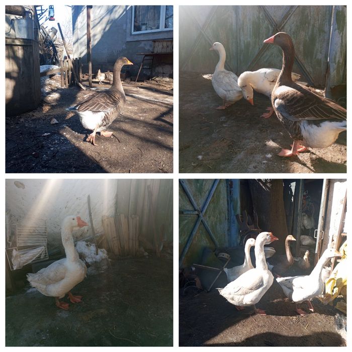 Продам 2 пари  гусей
