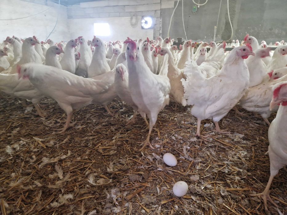 Kurki kokoszki nioski tetra