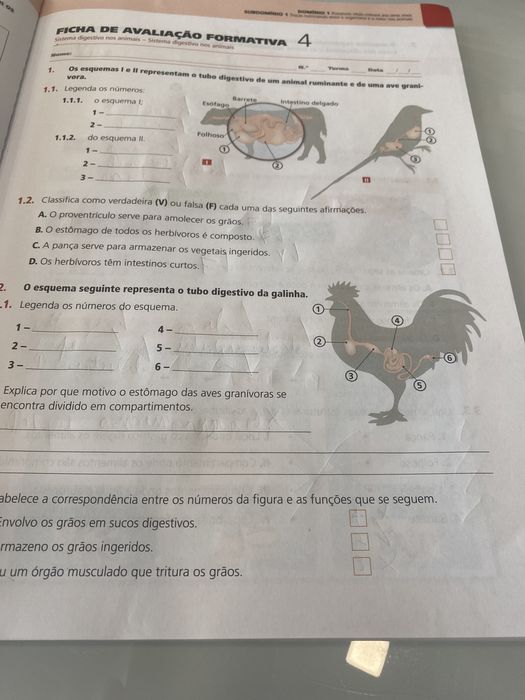 Caderno de atividades Ciências Naturais- CSL6°ano