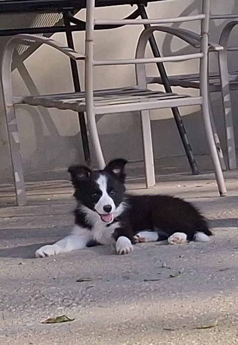 Border collie - czarno- biała  z metryką ZKwP