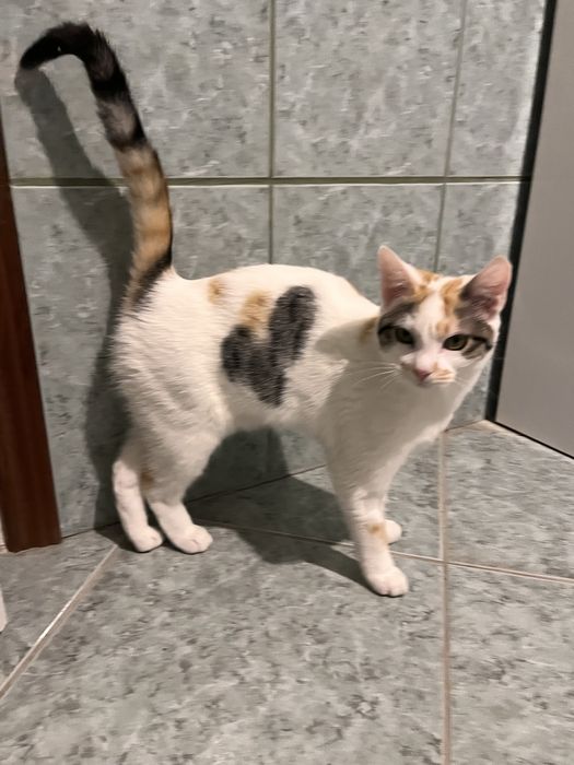 Wolverine uma gatinha para adopção responsável