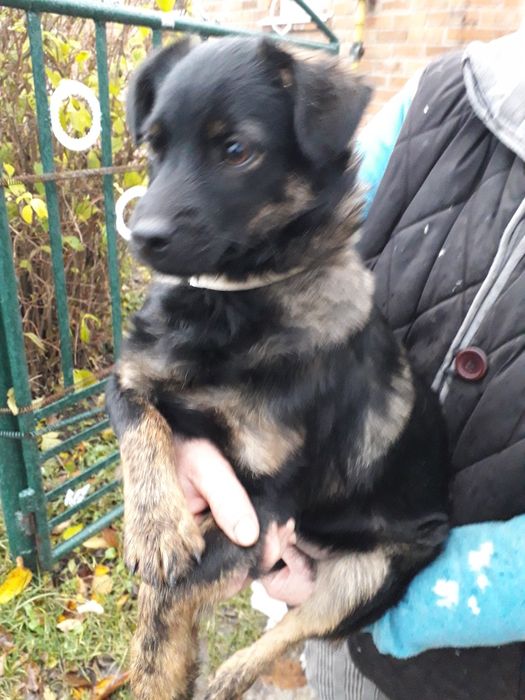 Віддаю в добрі руки