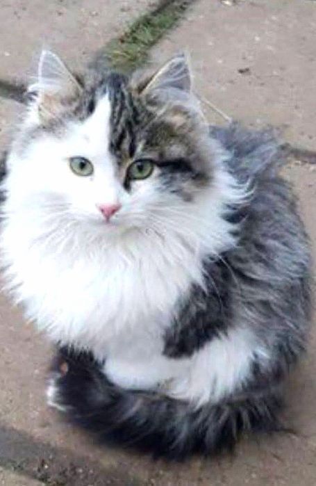 Пушистая котёнок девочка ищет дом! Стерилизуем! Котята