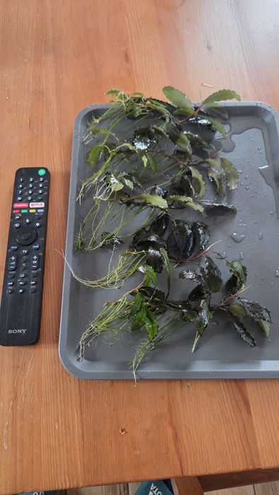 Bucephalandra duże sadzonki