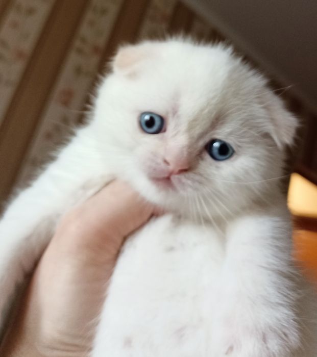 Скоттіш фолд голден поінт