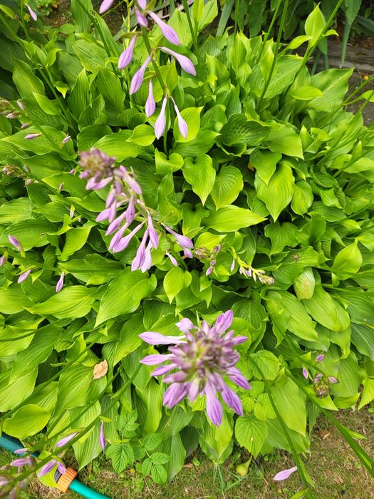 Sadzonki hosty, firletka kwiecista purpurowa, Zamioculcas