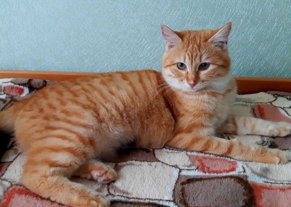 Кошечка Хани ищет дом