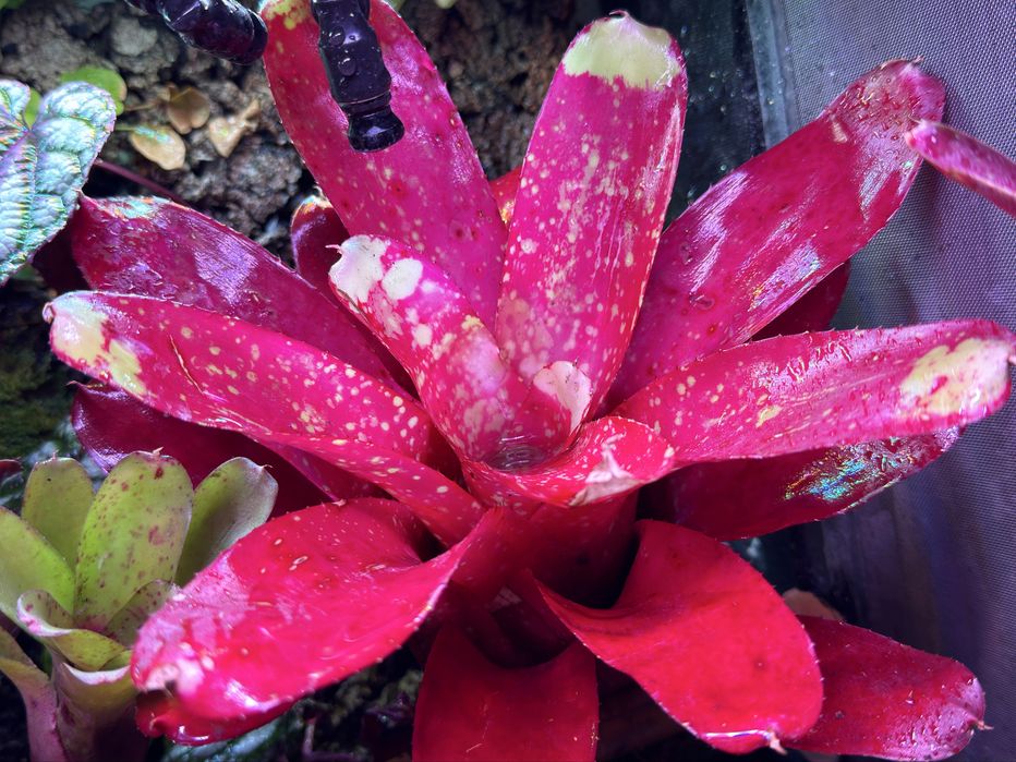 Neoregelia do terrarium paludarium