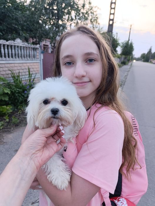 Продаю міні  мальтіпу дівчинку