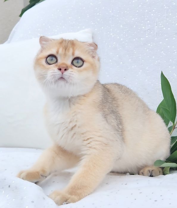 Шотландський хлопчик Золота шиншила