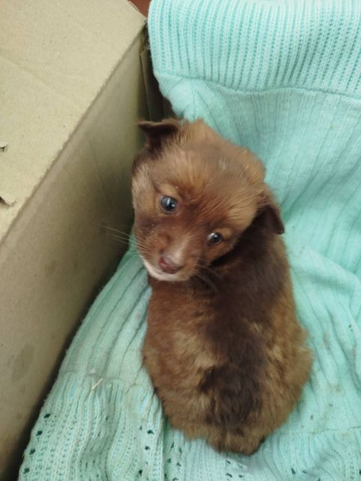 Цуценятка в добрі рученята