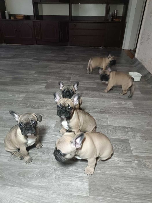 Дуже гарні породні цуценята французського бульдога