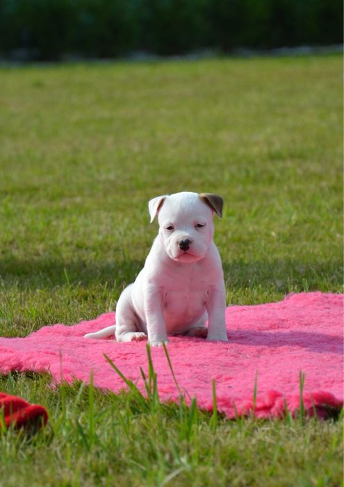 American Staffordshire Terrier Amstaff ZKwP