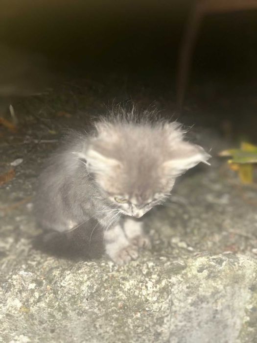 класне котенятко, хлопець,  2 міс.